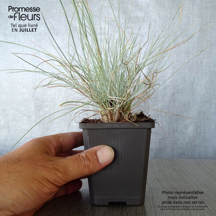 Exemplar von Blau-Schwingel Intense Blue - Festuca glauca Kleine Töpfe von 8/9 cm wie im Sommer geliefert