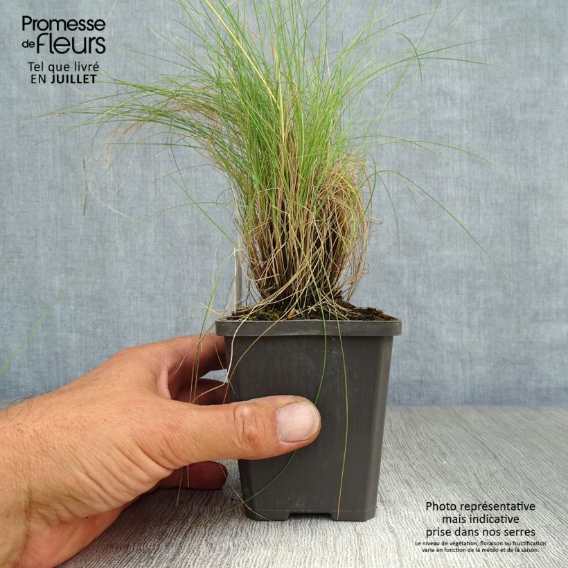 Exemplar von Amethyst-Schwingel - Festuca amethystina Kleine Töpfe von 8/9 cm wie im Sommer geliefert