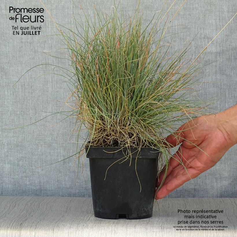 Exemplar von Amethyst-Schwingel - Festuca amethystina Topf mit 2L/3L wie im Sommer geliefert