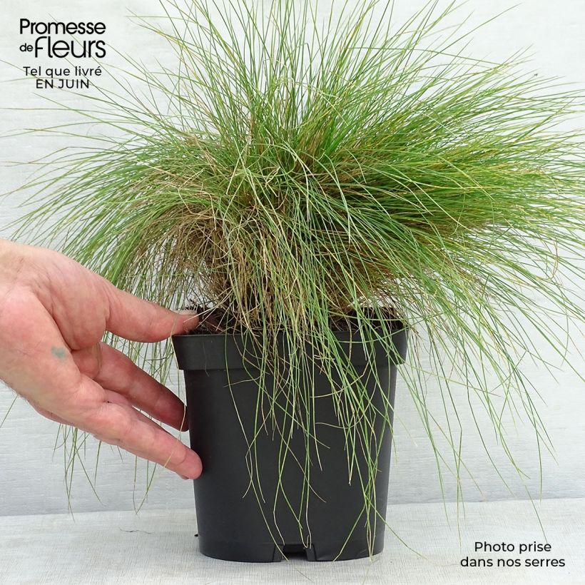 Exemplar von Echter Schwingel - Festuca filiformis Topf mit 2L/3L wie im Sommer geliefert