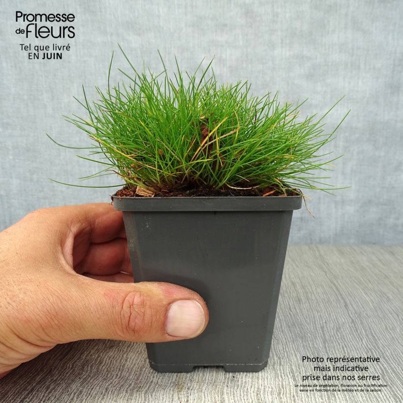 Exemplar von Bärenfell-Schwingel - Festuca gautieri Kleine Töpfe von 8/9 cm wie im Sommer geliefert