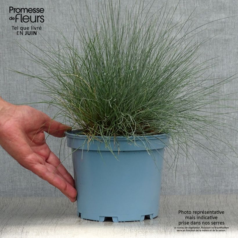 Exemplar von Blau-Schwingel Elijah Blue - Festuca glauca Topf mit 2L/3L wie im Sommer geliefert