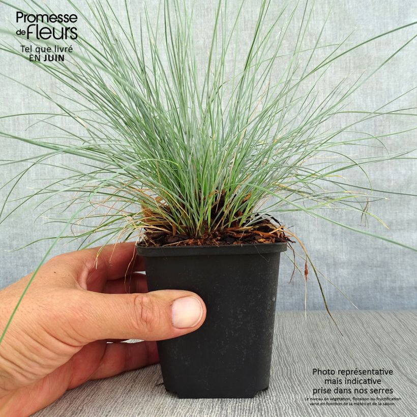 Exemplar von Walliser Schwingel Glaucantha - Festuca valesiaca Kleine Töpfe von 8/9 cm wie im Sommer geliefert