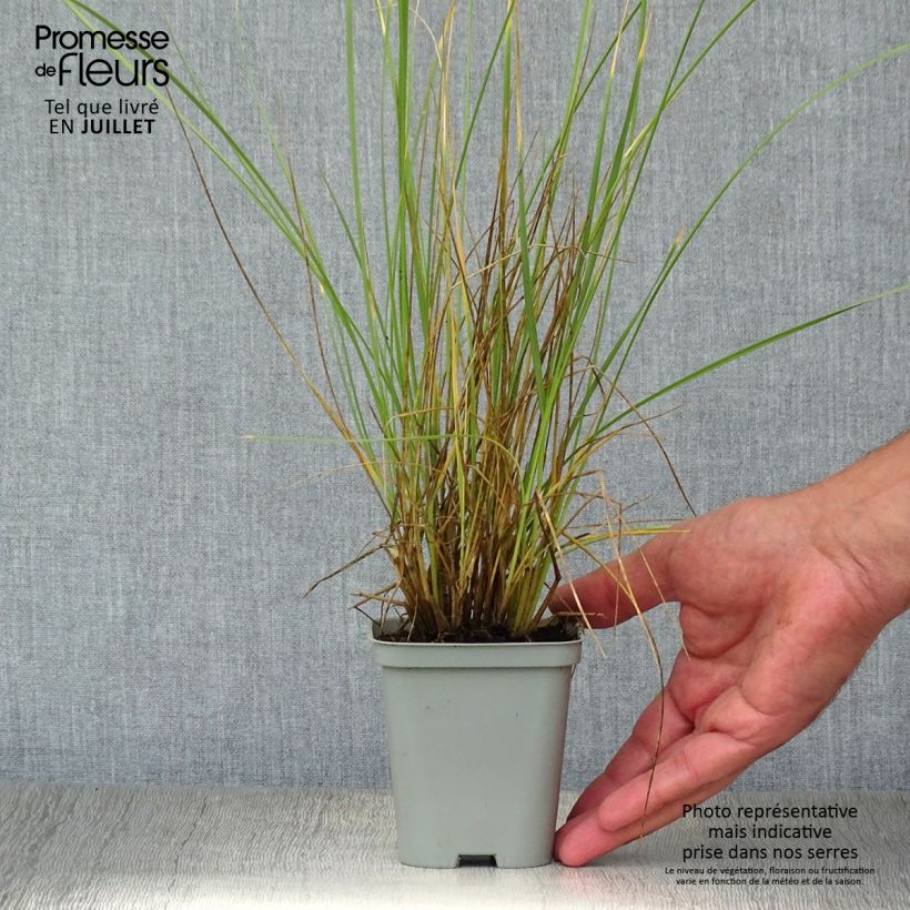 Exemplar von Atlas-Schwingel - Festuca mairei Kleine Töpfe von 8/9 cm wie im Sommer geliefert