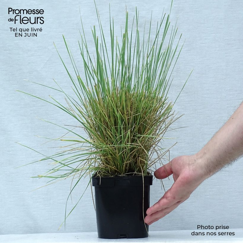 Exemplar von Atlas-Schwingel - Festuca mairei Topf mit 2L/3L wie im Sommer geliefert
