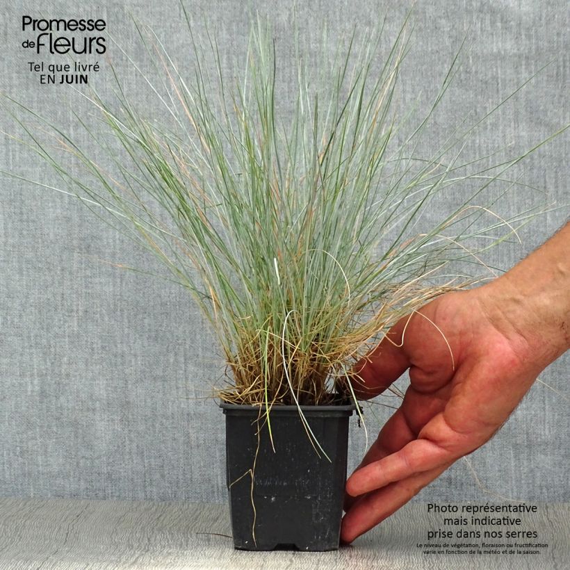 Exemplar von Blau-Schwingel Elijah Blue - Festuca glauca Kleine Töpfe von 8/9 cm wie im Sommer geliefert