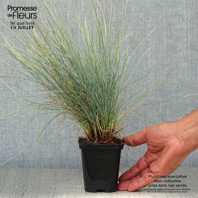 Exemplar von Schaf-Schwingel var. glauca - Festuca ovina Kleine Töpfe von 8/9 cm wie im Sommer geliefert
