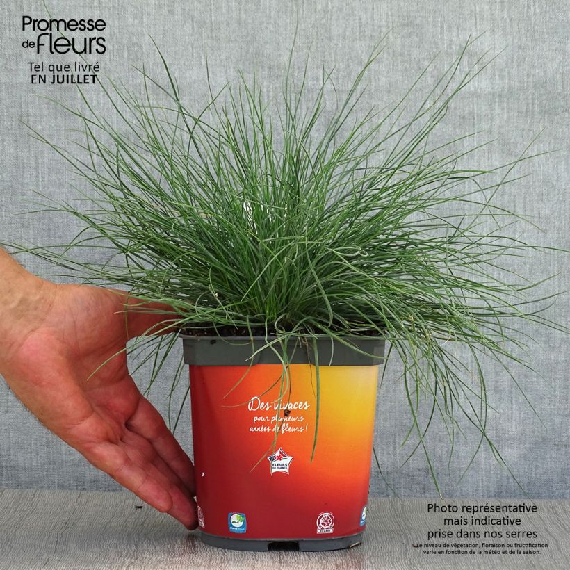 Exemplar von Schaf-Schwingel var. glauca - Festuca ovina Topf mit 2L/3L wie im Sommer geliefert