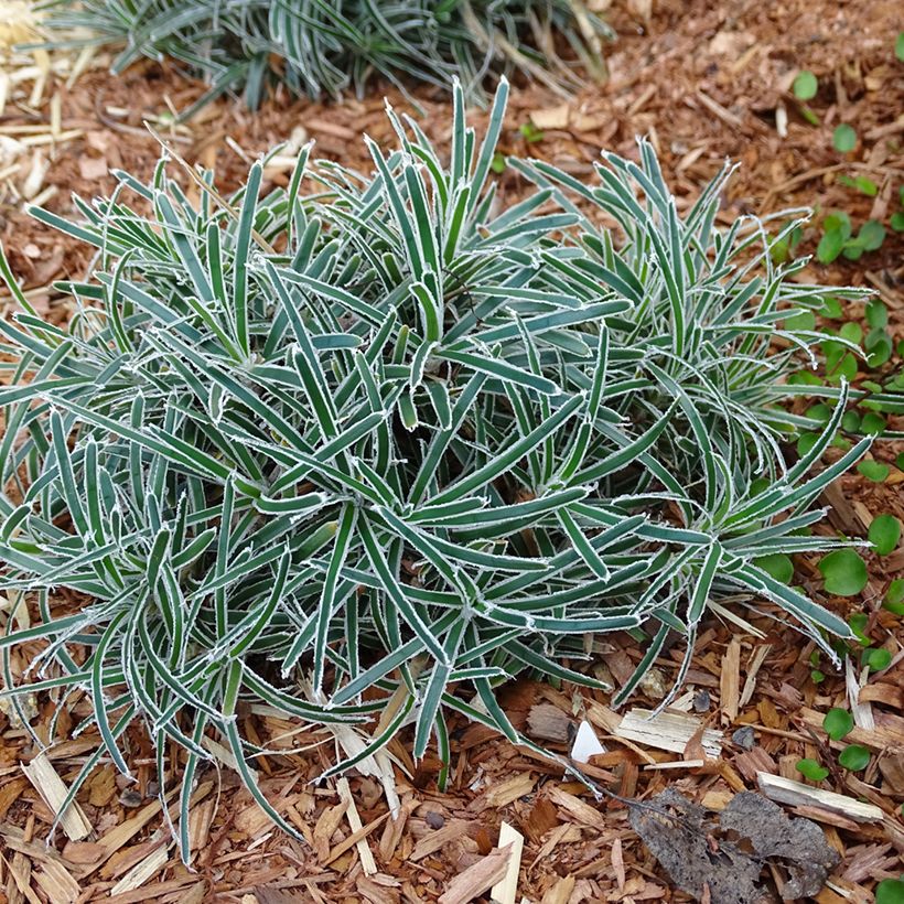 Ficinia truncata Ice Crystal - Zwerbinse (Hafen)