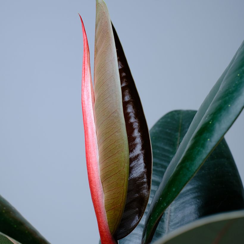 Ficus Abidjan - Caoutchouc (Laub)