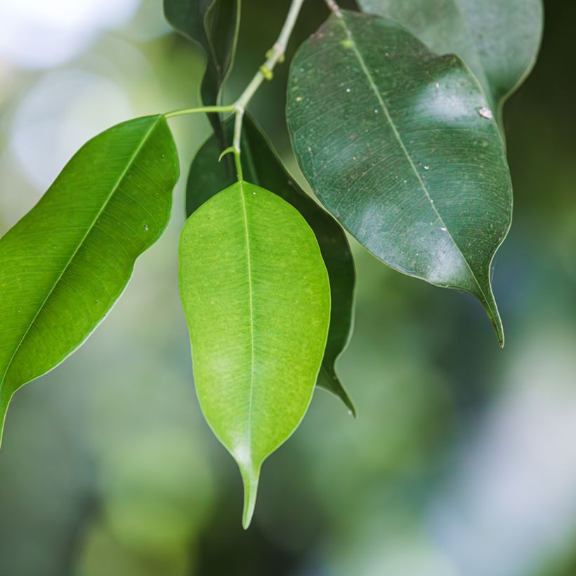 Birkenfeige - Ficus Exotica (Laub)