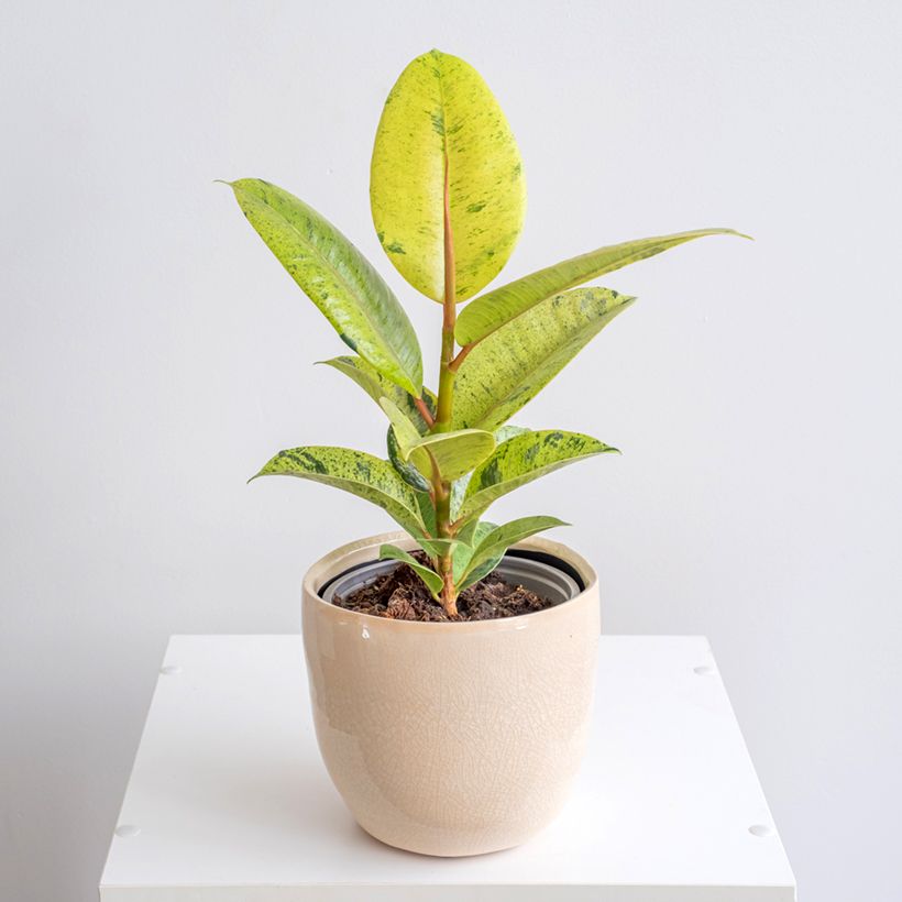 Ficus Shivereana - Gummibaum (Hafen)
