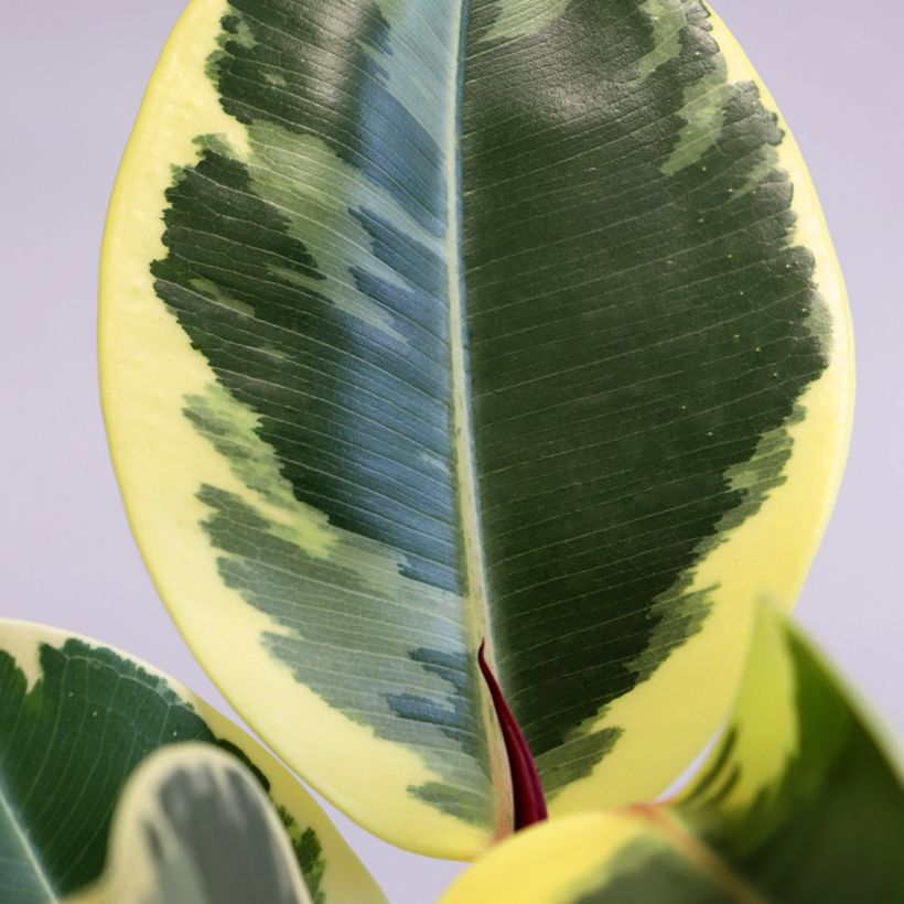 Gummibaum - Ficus Tineke (Laub)