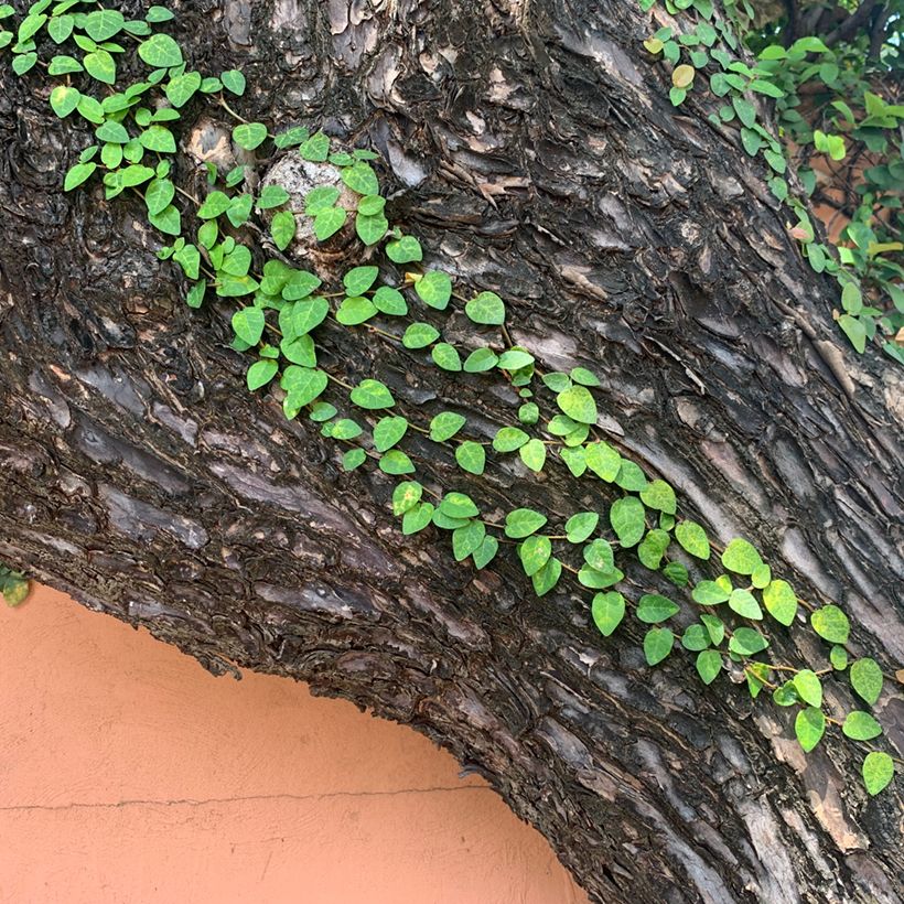 Ficus pumila Arina - Kletter-Feige (Hafen)