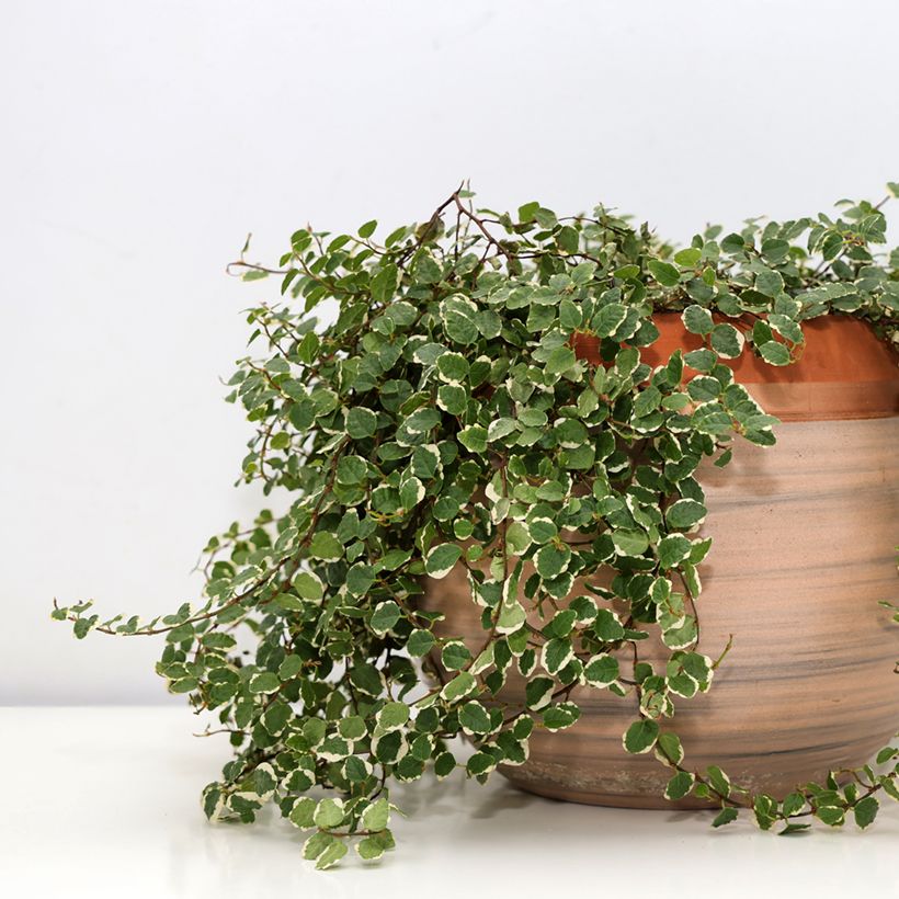 Ficus pumila Bellus - Kletter-Feige (Hafen)