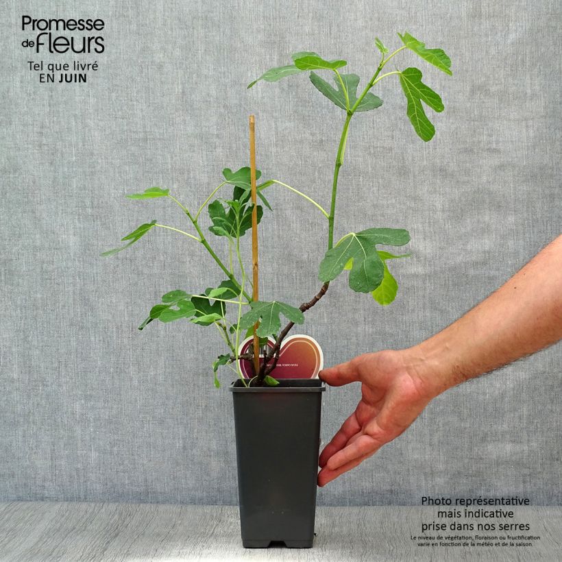 Exemplar von Feige Brown Turkey - Ficus carica Topf mit 1,5L/2L, Strauch wie im Sommer geliefert