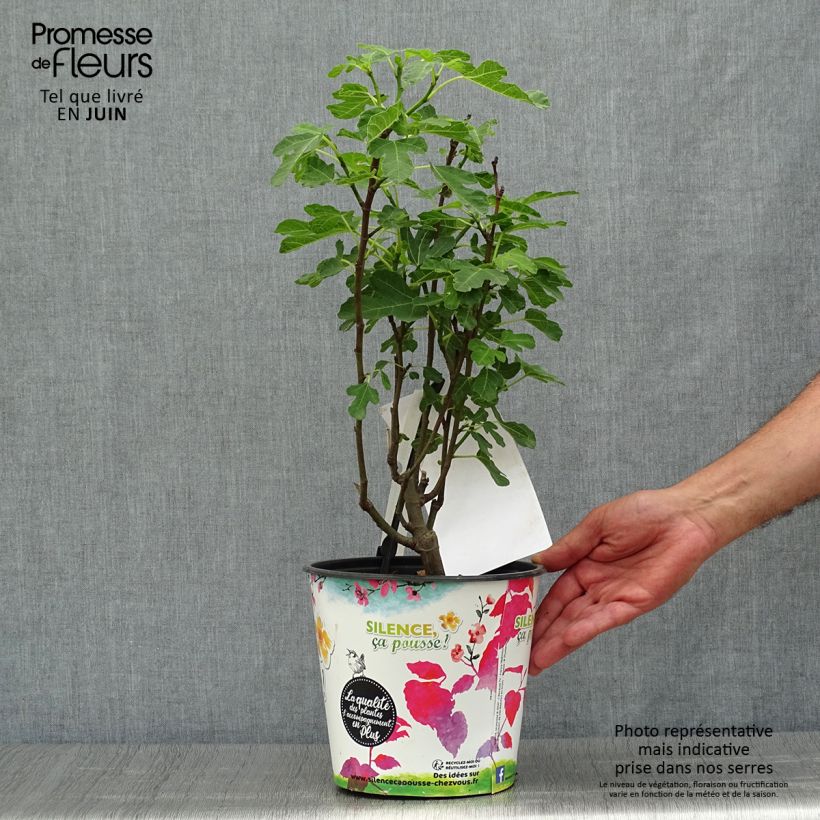 Exemplar von Feige Brown Turkey - Ficus carica Topf mit 4L/5L, Heister wie im Sommer geliefert