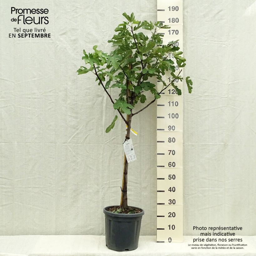 Exemplar von Feige Marseillaise - Ficus carica Topf mit 12L/15L, Halbstamm wie im Herbst geliefert
