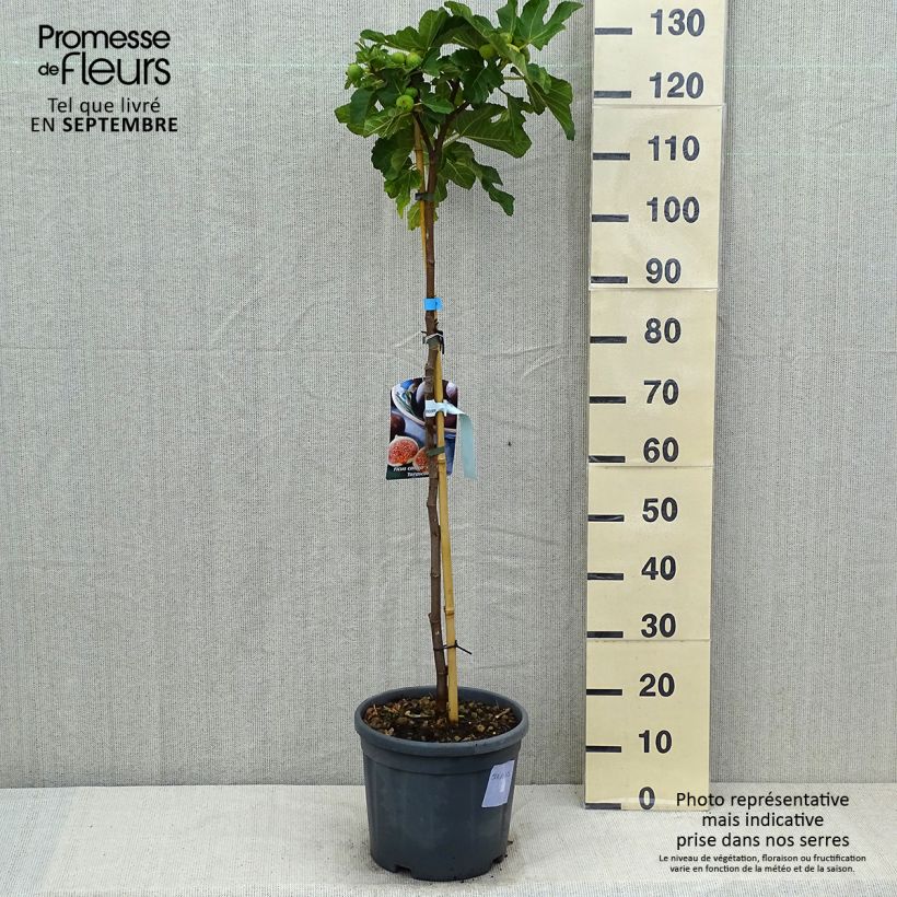 Exemplar von Feige Grise de Tarascon - Ficus carica Topf mit 12L/15L, Halbstamm wie im Sommer geliefert