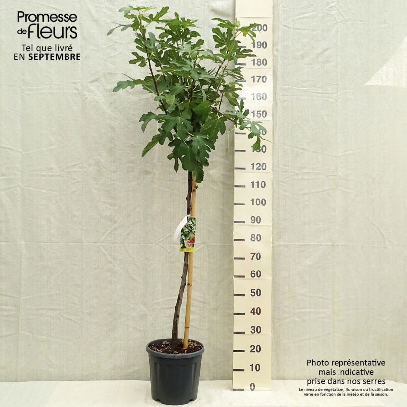 Exemplar von Feige Osborn Prolific - Ficus carica Topf mit 12L/15L, Halbstamm wie im Herbst geliefert
