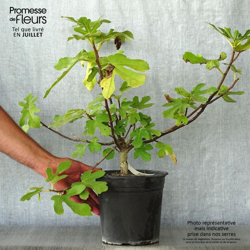 Exemplar von Feige Osborn Prolific - Ficus carica Topf mit 4L/5L wie im Sommer geliefert