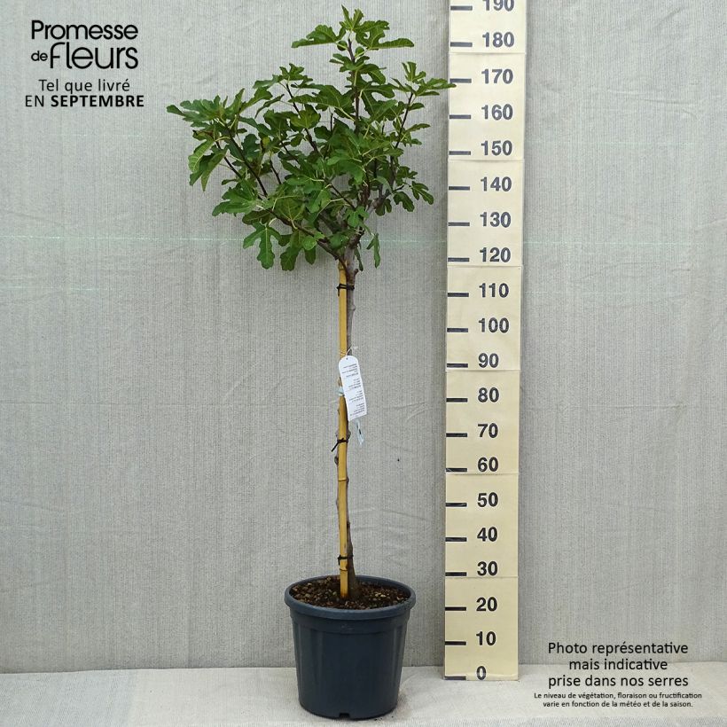 Exemplar von Feige Ronde De Bordeaux - Ficus carica Topf mit 7,5L/10L, Halbstamm wie im Sommer geliefert