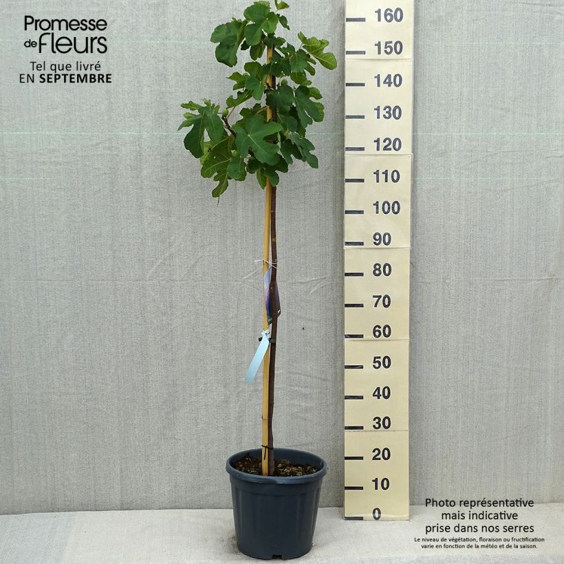 Exemplar von Feige Sultane - Ficus carica Topf mit 12L/15L, HalbstammGelieferte Höhe ca. 125/150cm wie im Sommer geliefert