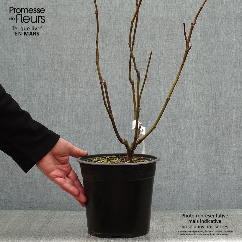 Exemplar von Feige Goutte d'Or - Ficus carica Topf mit 3L/4L, Strauch wie im Frühjahr geliefert