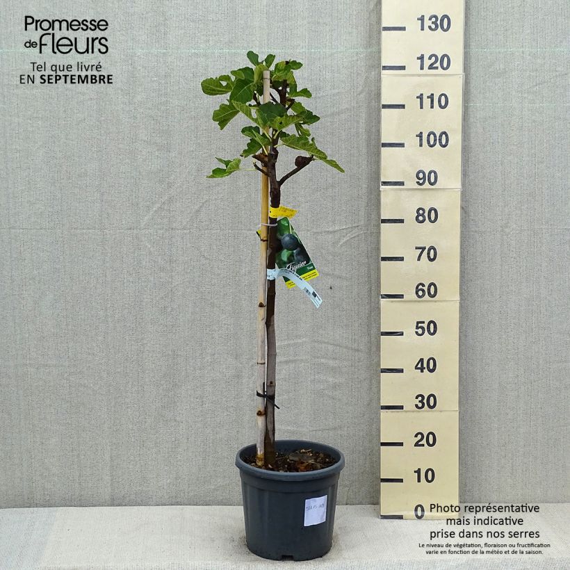 Exemplar von Feige Grise de Saint Jean - Ficus carica Topf mit 12L/15L, Halbstamm wie im Sommer geliefert