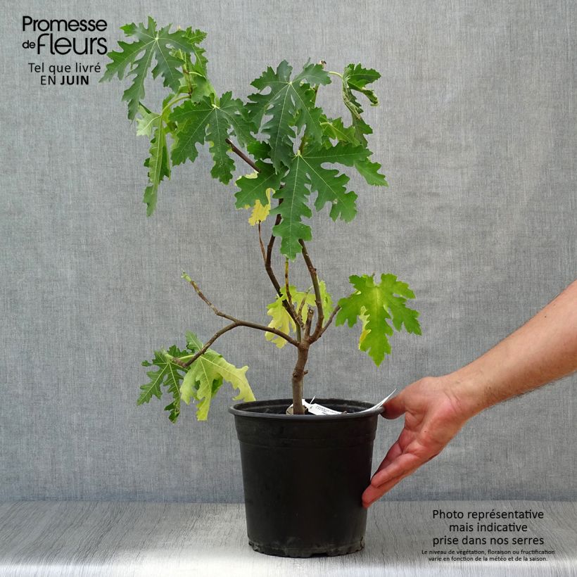 Exemplar von Feige Ice crystal - Ficus carica Topf mit 4L/5L, Heister wie im Sommer geliefert