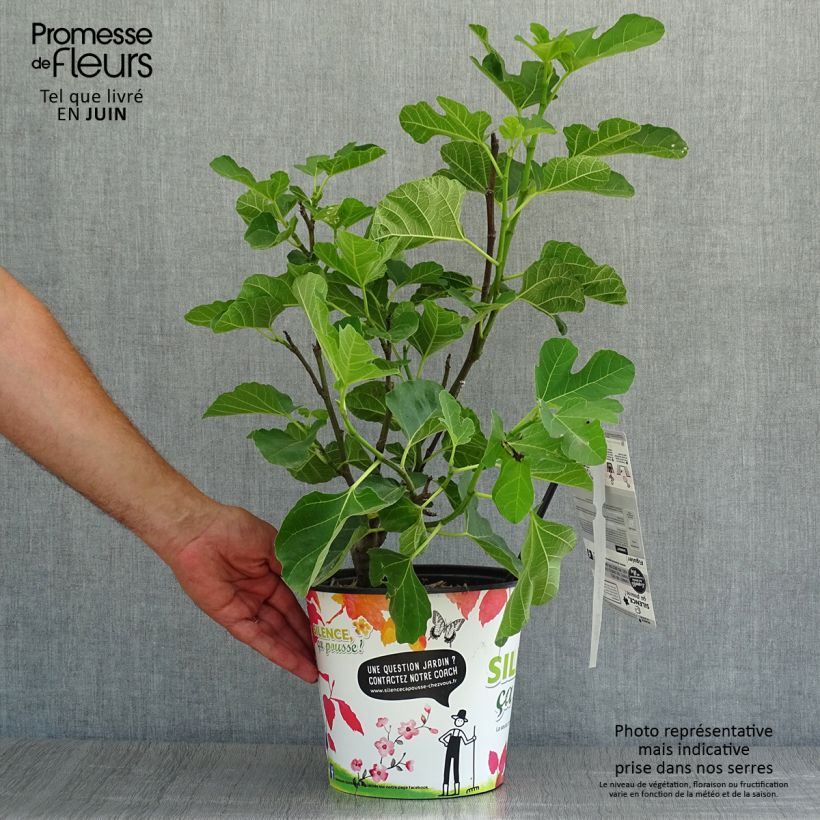 Exemplar von Feige Jannot - Ficus carica Topf mit 4L/5L wie im Sommer geliefert