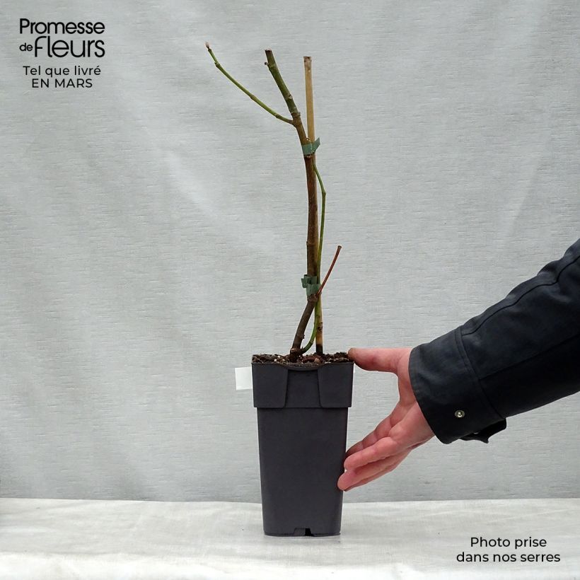 Exemplar von Feige Madeleine des Deux saisons - Ficus carica Topf mit 2L/3L, Strauch wie im Frühjahr geliefert
