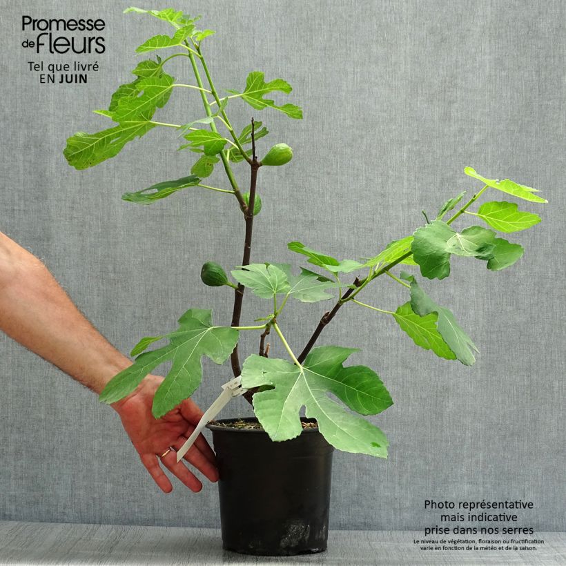 Exemplar von Feige Madeleine des Deux saisons - Ficus carica Topf mit 4L/5L, Strauch wie im Sommer geliefert