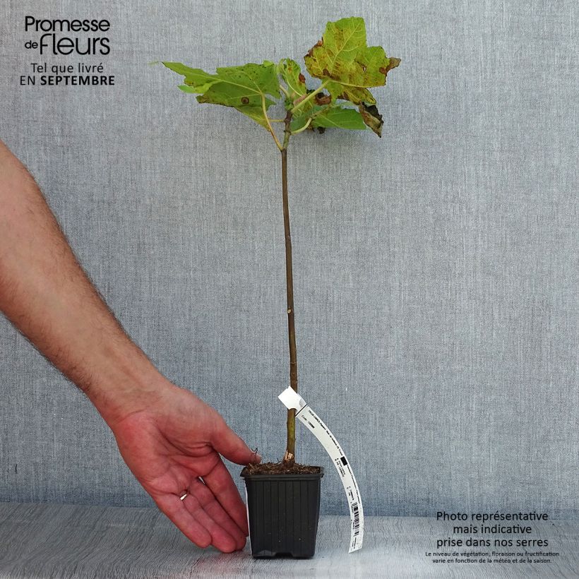 Exemplar von Feige Noire de Bellone - Ficus carica Kleine Töpfe von 8/9 cm wie im Sommer geliefert