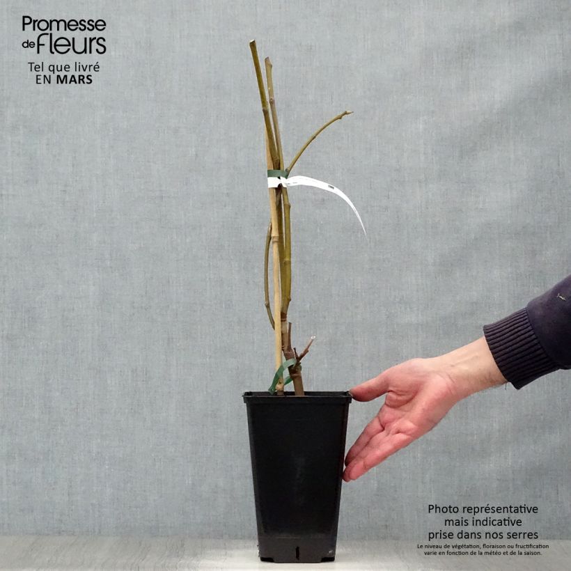 Exemplar von Feige Noire de Bellone - Ficus carica Topf mit 2L/3L, StrauchGelieferte Höhe ca. 30/40cm wie im Frühjahr geliefert