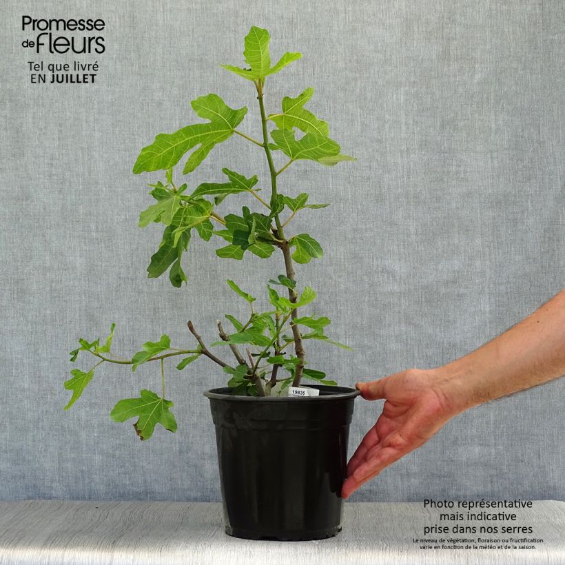 Exemplar von Feige Noire de Caromb - Ficus carica Topf mit 4L/5L, Strauch wie im Sommer geliefert
