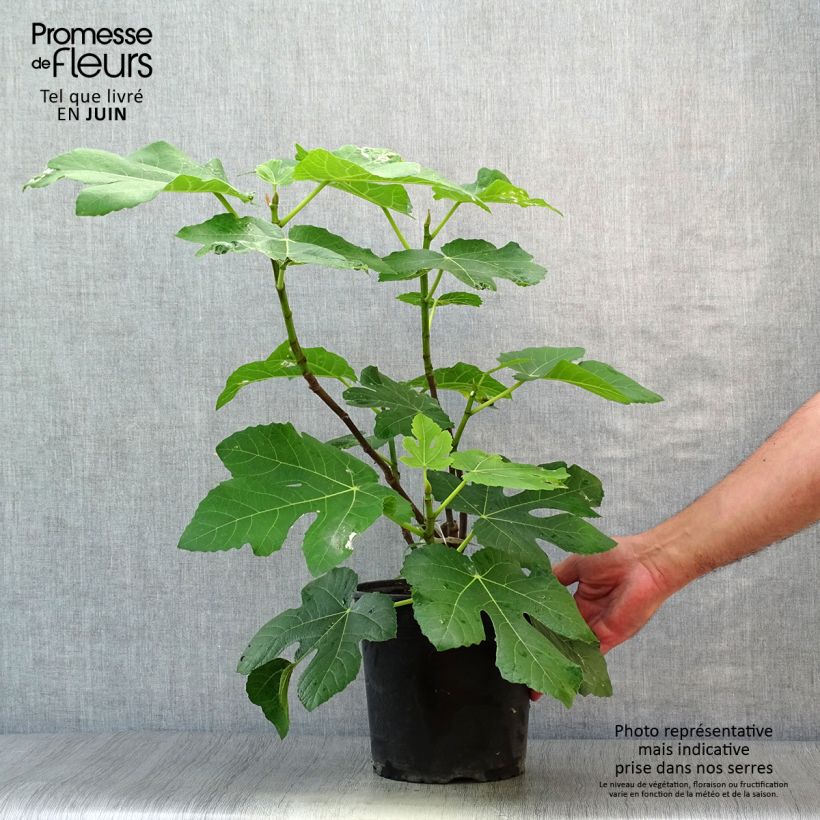 Exemplar von Feige Panachée - Ficus carica Topf mit 4L/5L, Strauch wie im Sommer geliefert