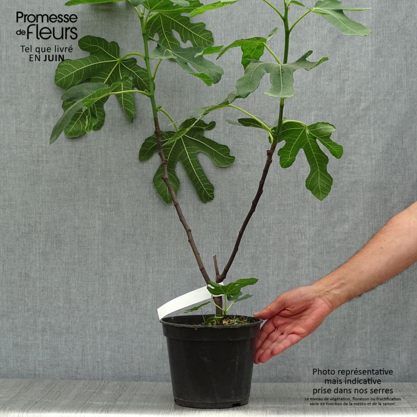 Exemplar von Feige Rouge de Bordeaux - Ficus carica Topf mit 4L/5L, Strauch wie im Sommer geliefert