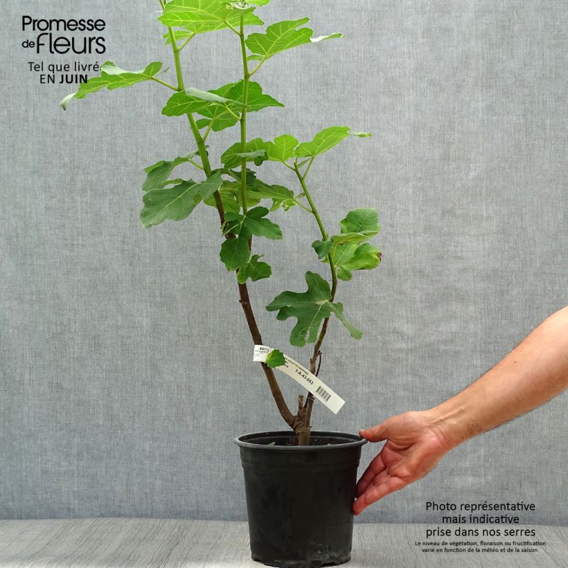 Exemplar von Feige Violette Dauphine - Ficus carica Topf mit 3L/4L, StrauchGelieferte Höhe ca. 20/40cm wie im Sommer geliefert