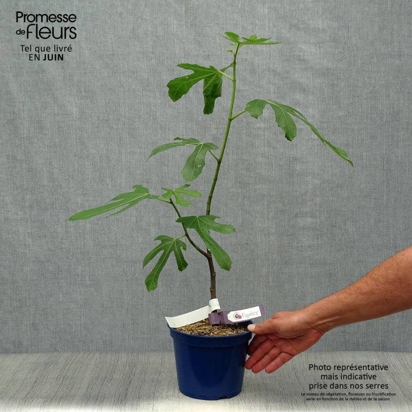 Exemplar von Feige Figality 'Majoam' - Ficus carica Topf mit 2L/3L, Strauch wie im Sommer geliefert
