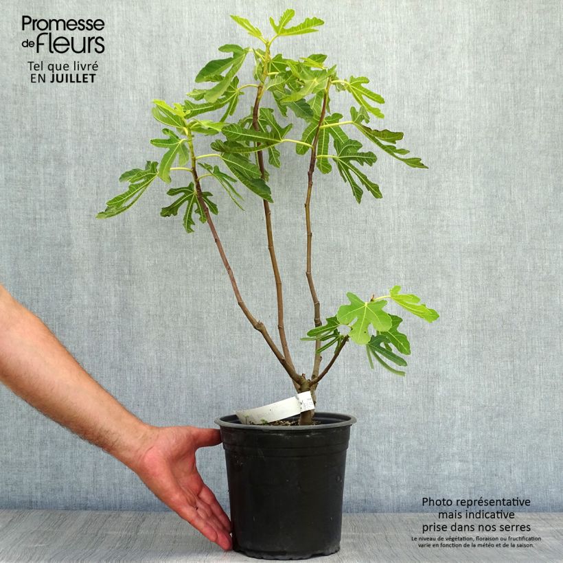 Exemplar von Feige Précoce de Dalmatie - Ficus carica Topf mit 4L/5L, Strauch wie im Sommer geliefert