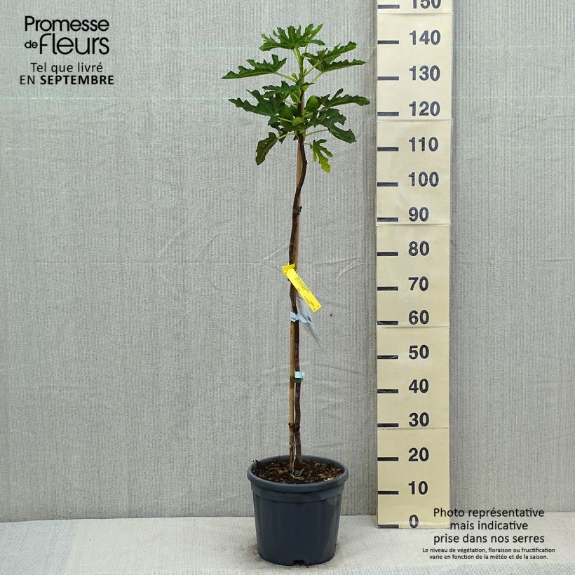 Exemplar von Feige Précoce de Dalmatie - Ficus carica Topf mit 12L/15L, Halbstamm wie im Sommer geliefert
