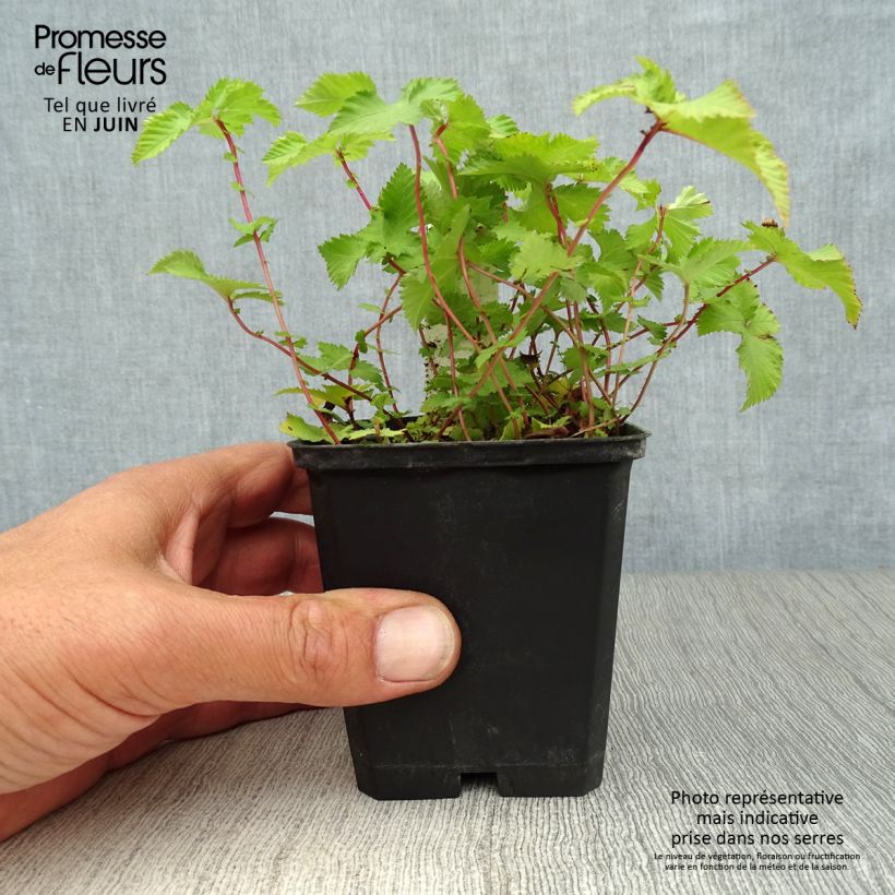 Exemplar von Palmblättriges Mädesüß Nana - Filipendula palmata Kleine Töpfe von 8/9 cm wie im Sommer geliefert