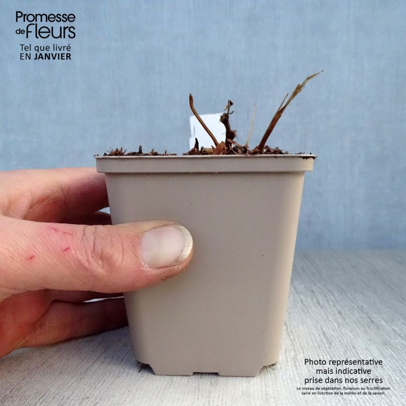 Exemplar von Rotblühendes Mädesüß - Filipendula purpurea Kleine Töpfe von 8/9 cm wie im Winter geliefert