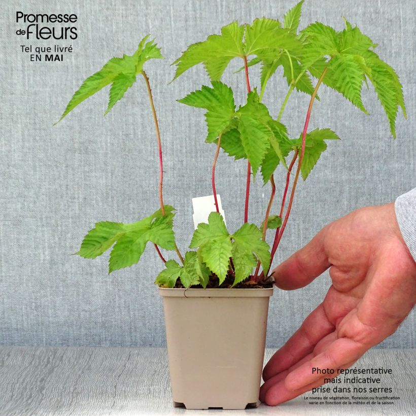 Exemplar von Rotblühendes Mädesüß - Filipendula purpurea Kleine Töpfe von 8/9 cm wie im Frühjahr geliefert
