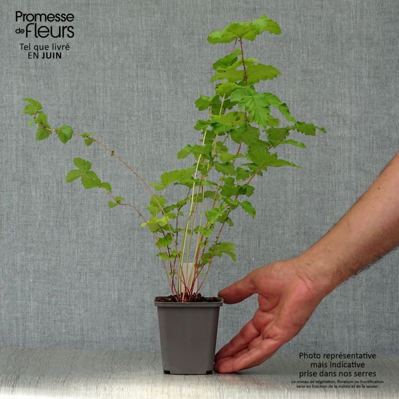 Exemplar von Echtes Mädesüß Plena - Filipendula ulmaria Kleine Töpfe von 8/9 cm wie im Sommer geliefert