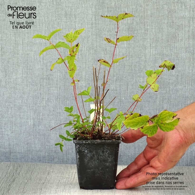 Exemplar von Echtes Mädesüß - Filipendula ulmaria Kleine Töpfe von 8/9 cm wie im Sommer geliefert