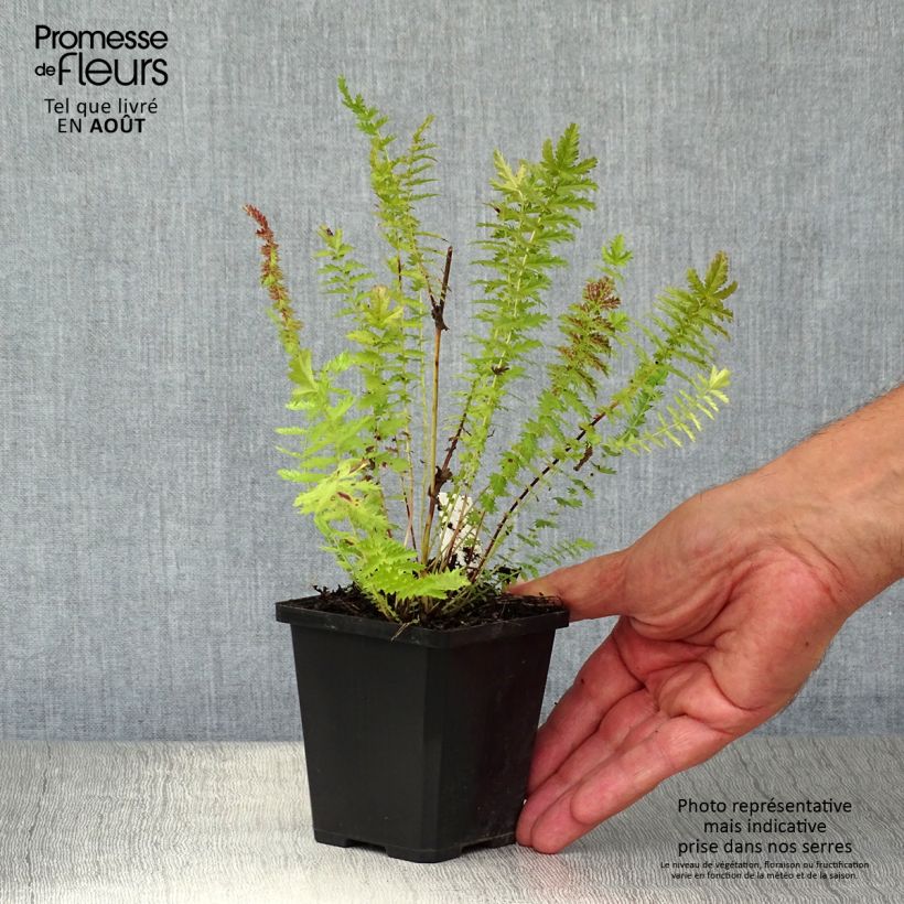 Exemplar von Knolliges Mädesüß - Filipendula vulgaris Kleine Töpfe von 8/9 cm wie im Sommer geliefert