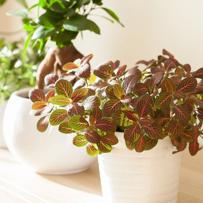 Fittonia Joly Josan Red - Mosaikpflanze (Hafen)