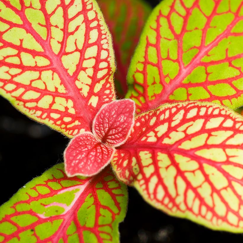 Fittonia Skeleton - Mosaikpflanze (Laub)